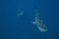   Pair whale sharks feeding Honda Bay Palawan. There were four skipjack tuna small shoaling fish less mile offshore. Palawan offshore  